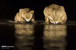 تصاویر دیدنی از آب‌خوردن شیرها در شب