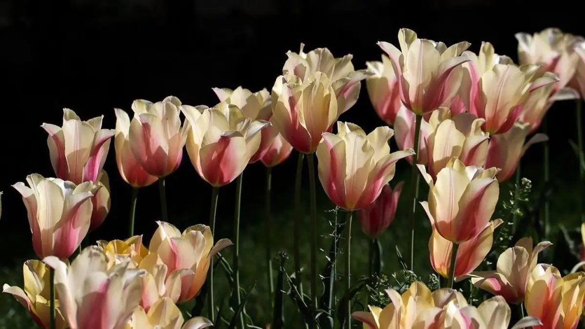 تصاویری زیبا از بهار کوتاه و زودگذر سیستان