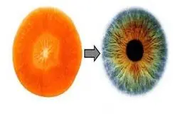 راز شگفت انگیز شباهت برخی میوه ها به اعضای بدن!