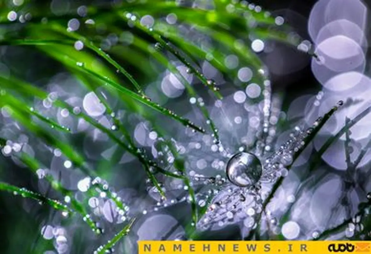 عکاسی ماکرو از حشرات؛ زیباترین تصاویر بندانگشتی