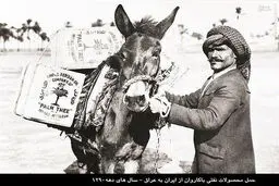 خرید و فروش نفت با الاغ و شتر/عکس