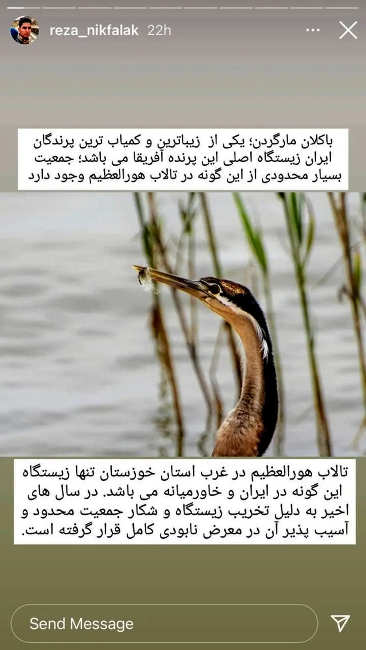 تصاویر به جا مانده از پرنده نادر آفریقایی که در ایران تلف شد