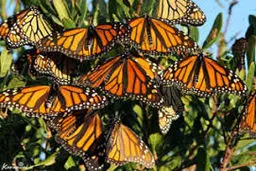 ماجرای حضور "خانم قشنگ‌ها" در تبریز + عکس