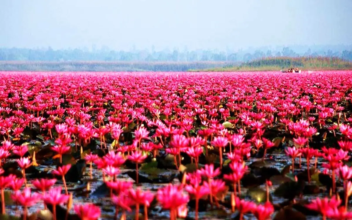 دشتی قرمز بر روی دریاچه / تصاویر