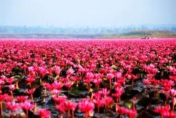 دشتی قرمز بر روی دریاچه / تصاویر