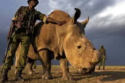 گارد ویژه حمایت از کرگدن + عکس