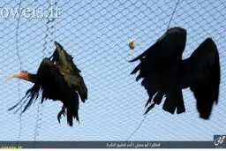 پرنده مورد علاقه داعشی‌ها!/ عکس