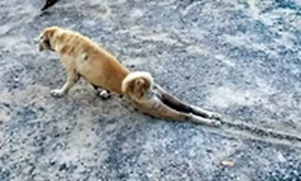 حقه بازی عجیب یک سگ برای موفق شدن در گدایی غذا