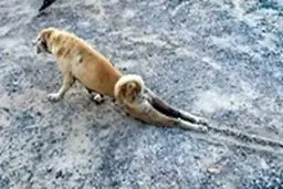 حقه بازی عجیب یک سگ برای موفق شدن در گدایی غذا