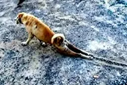 حقه بازی عجیب یک سگ برای موفق شدن در گدایی غذا