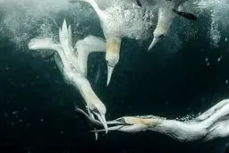 جنگ مرغان ماهیخوار بر سر طعمه در زیر آب/ عکس