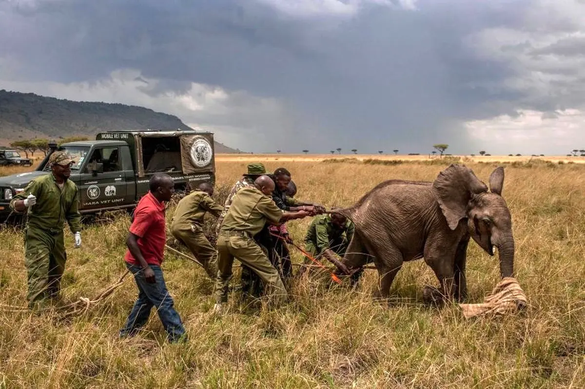 مراحل جالب گرفتن یک فیل با دست خالی! /تصاویر
