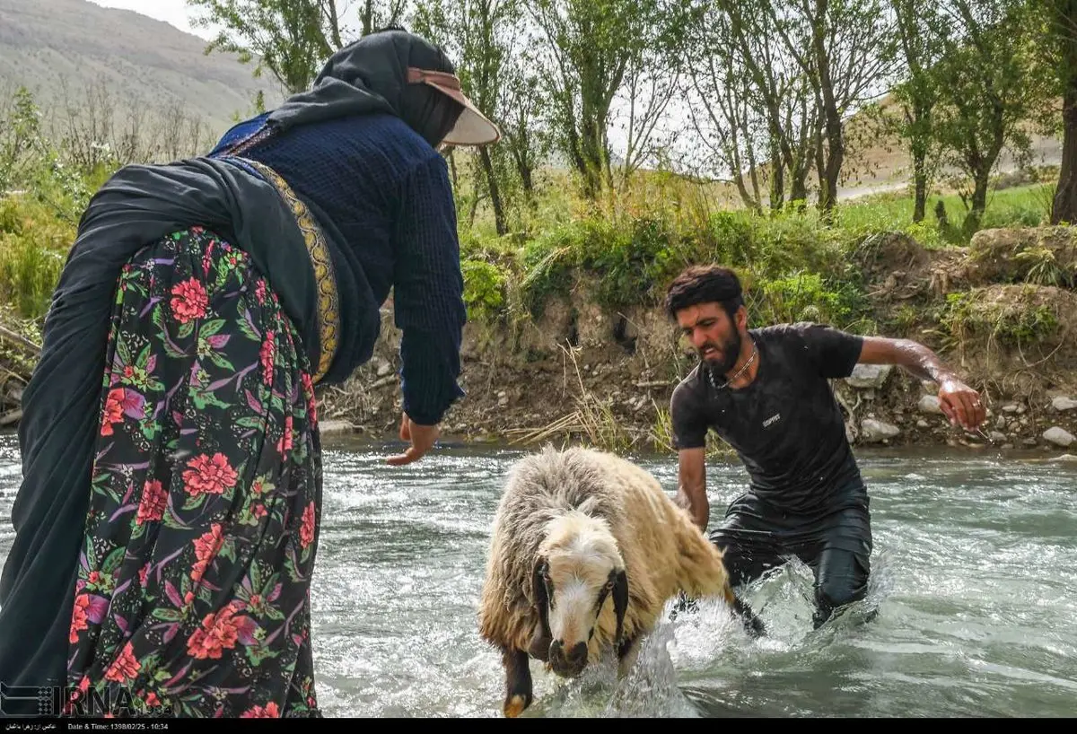 عکس/ کوچ قشقاییان و عبور از رودخانه