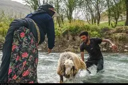 عکس/ کوچ قشقاییان و عبور از رودخانه