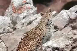 ثبت تصویری زیبا از پلنگ ایرانی