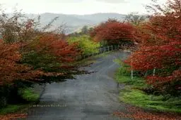 جاده‌ای دیدنی در تالش/ عکس