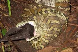 عکس هایی از «خفاش غول پیکر» در دام «مار پیتون»