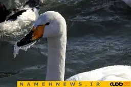 تصویری جالب از یخ زدن نوک قو در سرما / عکس