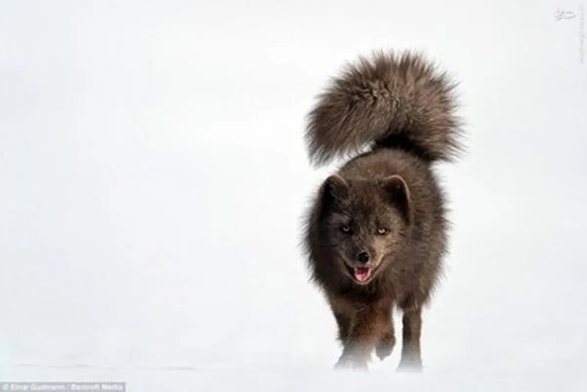 روباه سیاه قطب شمال/تصاویر