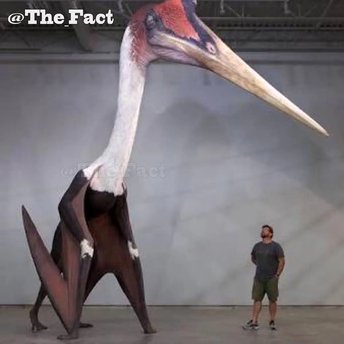 پرنده دیده نشده که متعلق به ۱۷۷ میلیون سال قبل است / عکس