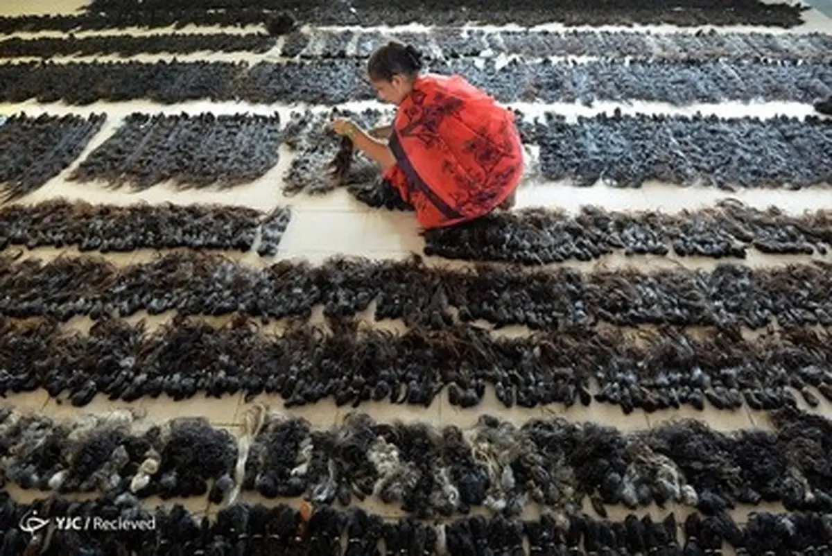 تجارتی عجیب در هند/دلالی موهای باقی مانده در سلمانی!/تصاویر