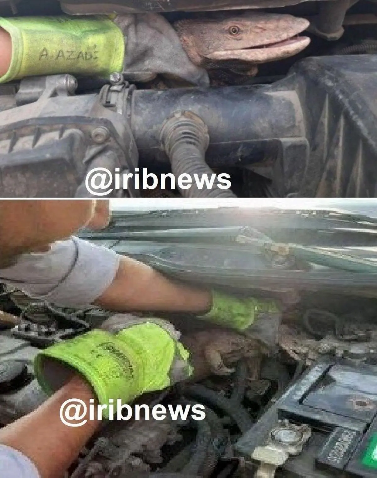 مخفی شدن بزمجه یک متری در پژو 206!  + عکس