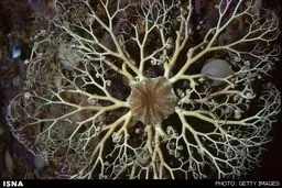 موجود دریایی مرموز 100 پا!/عکس