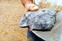 کشف شهاب سنگی مسن‌تر از زمین در استرالیا