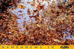 تصاویری زیبا از مهاجرت حیوانات