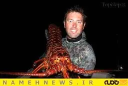 خرچنگی به اندازه یک سگ!+تصاویر