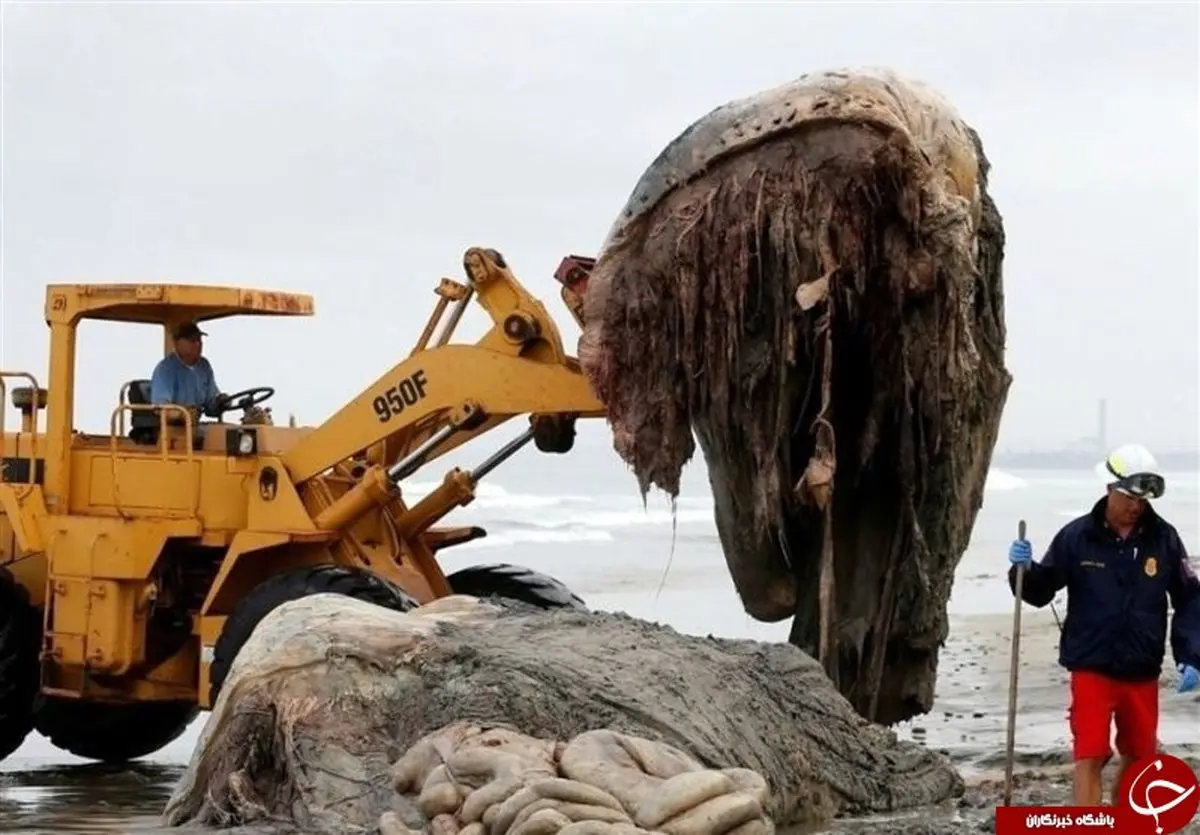 کشف لاشه یک موجود اسرارآمیز و عظیم‌الجثه در سواحل روسیه+ تصاویر