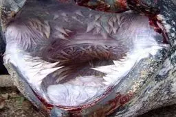 وحشتناک ترین لاک پشت جهان! +عکس