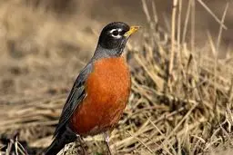 ۲۷ پرنده شکاری و عقاب به دلیل مسمومیت تلف شدند / تصاویر