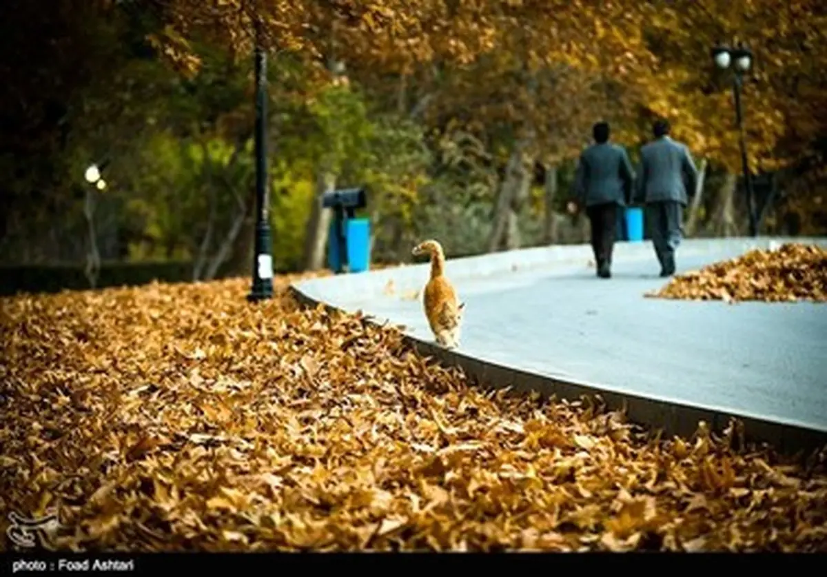پاییز زیبای تهران/ تصاویر