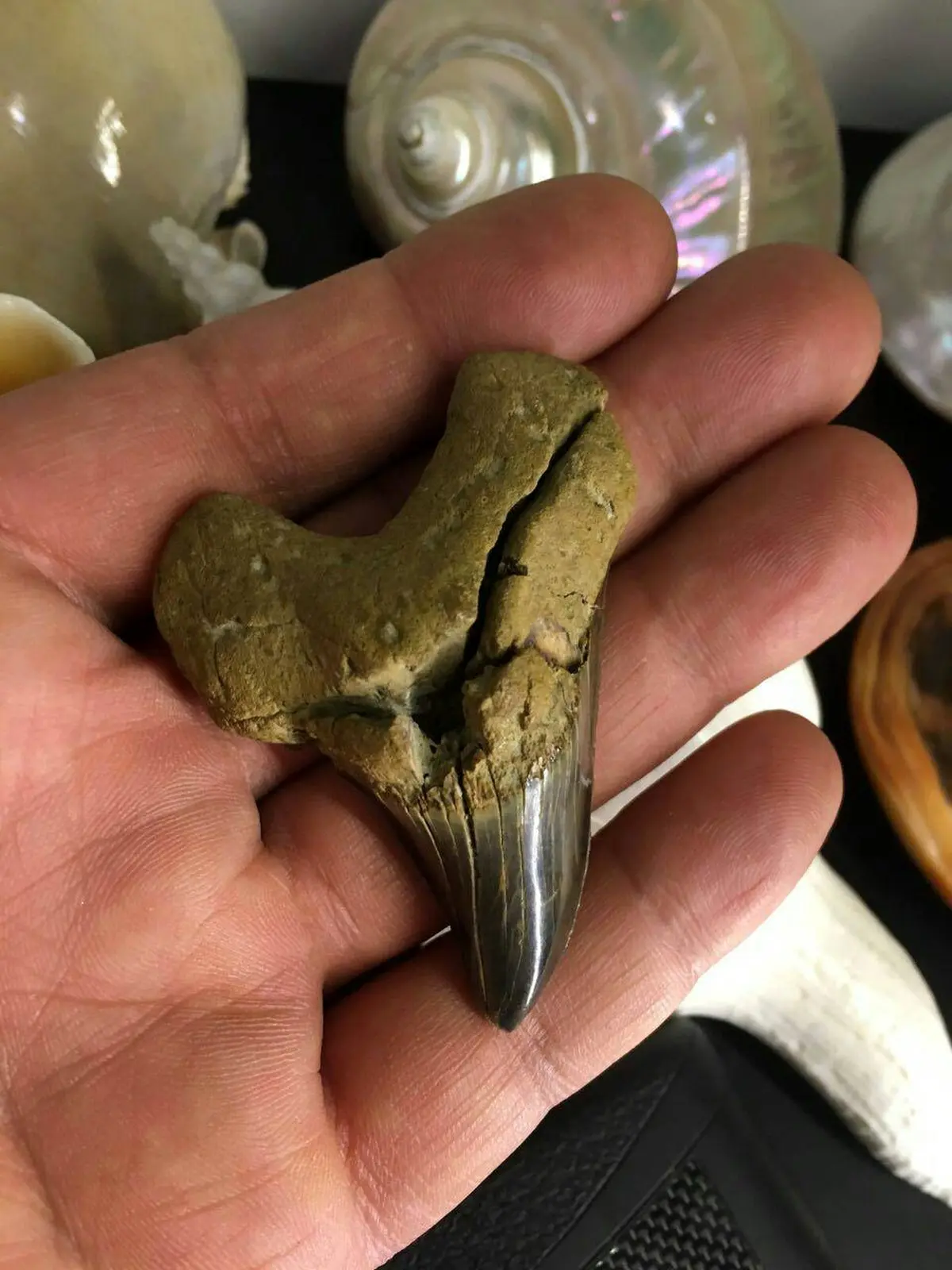 تصویری از دندان کوسه در چابهار