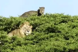 تصویری جالب از حیات‌وحش آفریقا / عکس