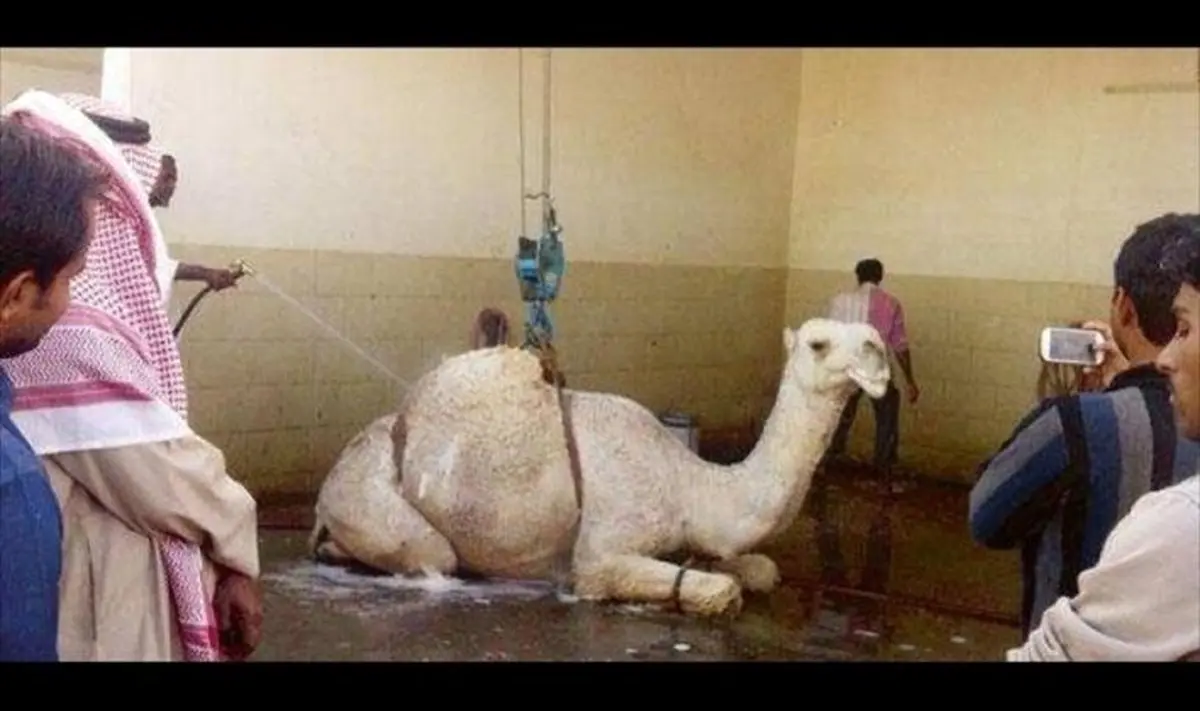ماساژ و کارواش شتر در عربستان/عکس