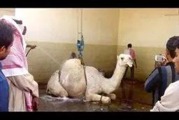 ماساژ و کارواش شتر در عربستان/عکس