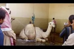 ماساژ و کارواش شتر در عربستان/عکس