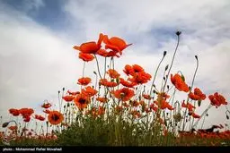 تصاوير: دشت شقایق - قم