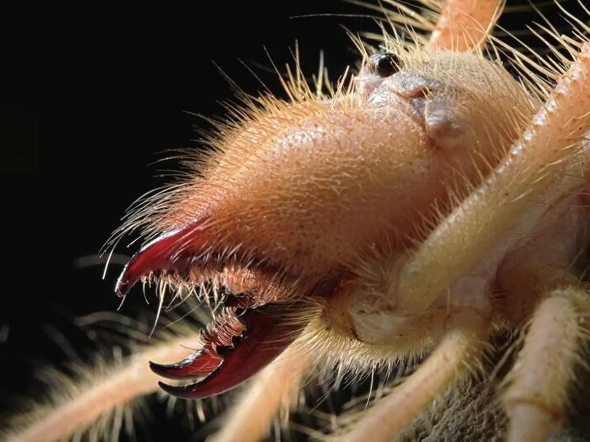 نمای نزدیک از آرواره عنکبوت/ عکس