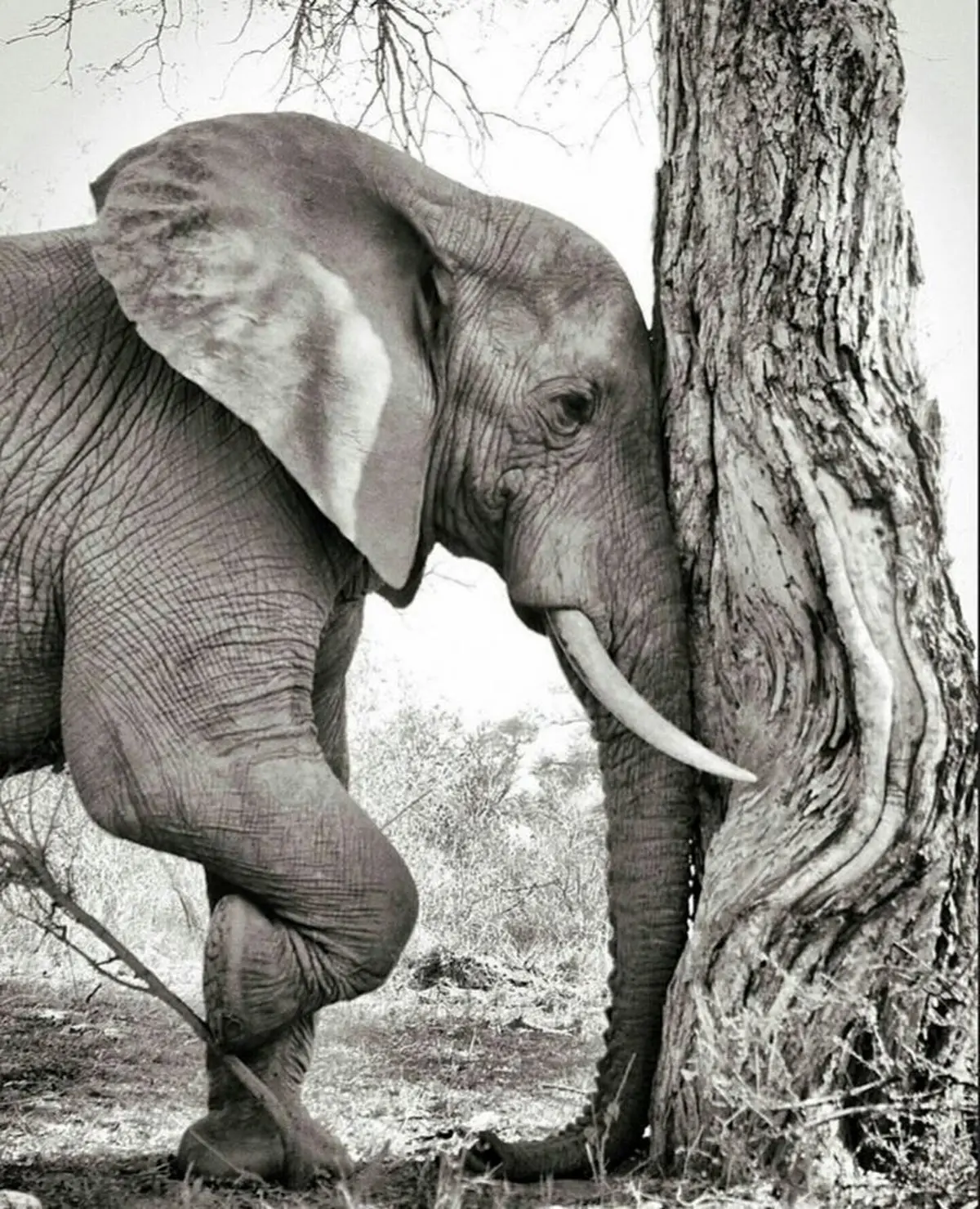 تصویری جالب و‌ دیدنی از استراحت عجیب این فیل که یک پا می ایستد