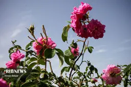 تصاویری زیبا از برداشت گل محمدی و گلابگیری سنتی در زابل