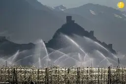 تلاش کشاورزان برای جلوگیری از یخ زدگی باغ‌های انگور+عکس‌ها