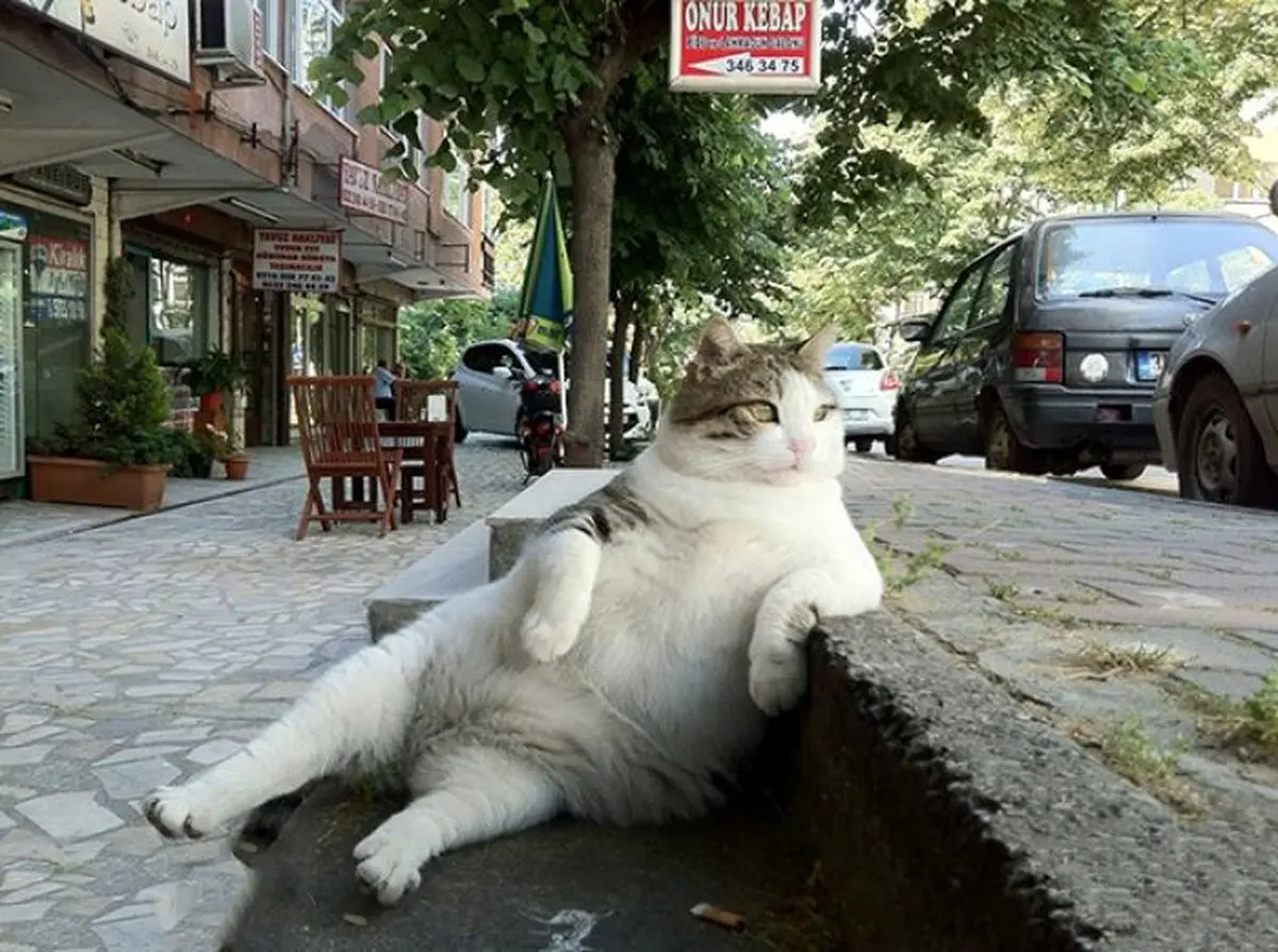 عکس / تا حالا گربه رو این شکلی دیده بودی؟