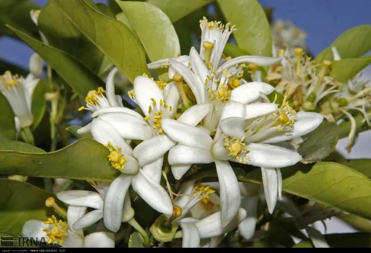 هشتمین جشنواره بهار نارنج در رامسر