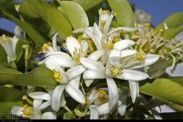 هشتمین جشنواره بهار نارنج در رامسر