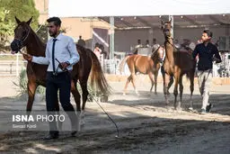 تصاویری از هشتمین جشنواره زیبایی اسب اصیل عرب