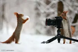 تصاویری منحصر به فرد از حیوانات روی برف‎