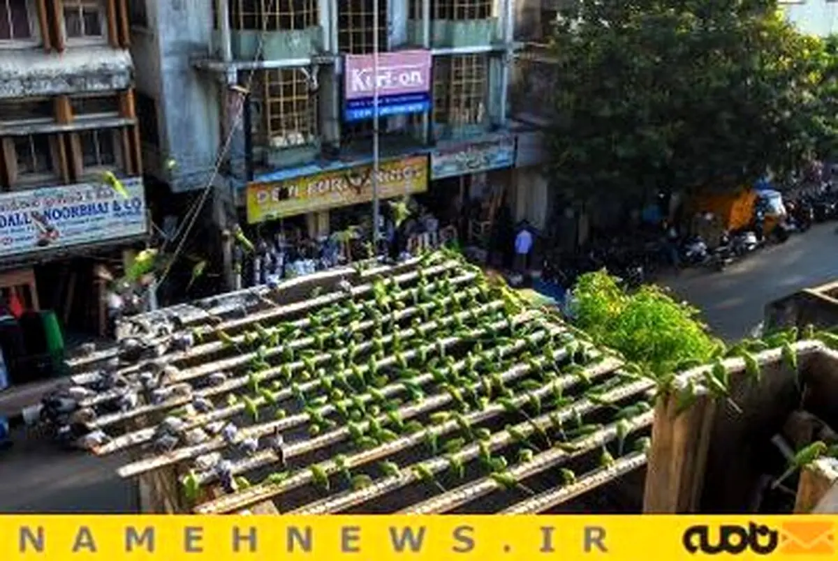 زندگی مرد هندی با 4 هزار طوطی+تصاویر